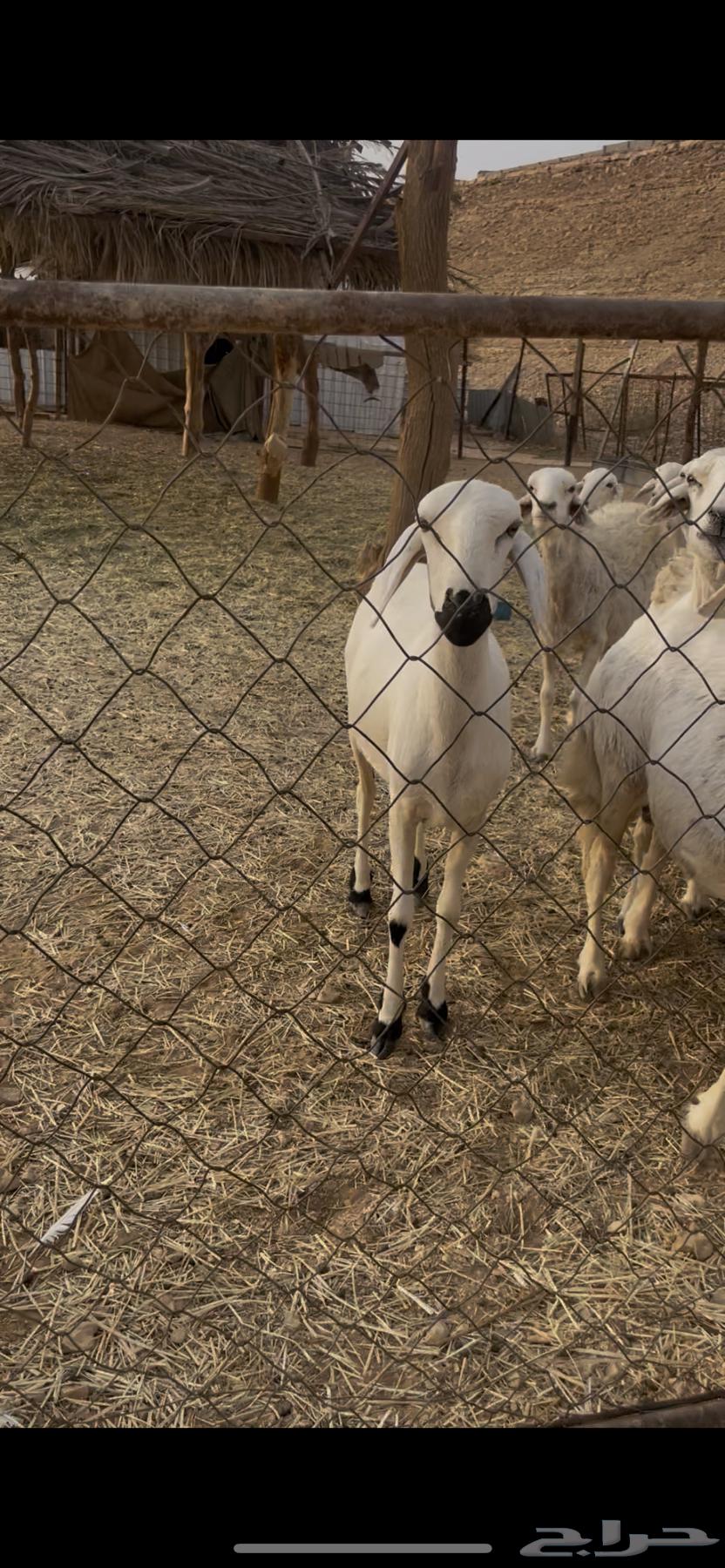 رخال جذعه وثنيه حريات دفيع شرط سونار64241410481539113