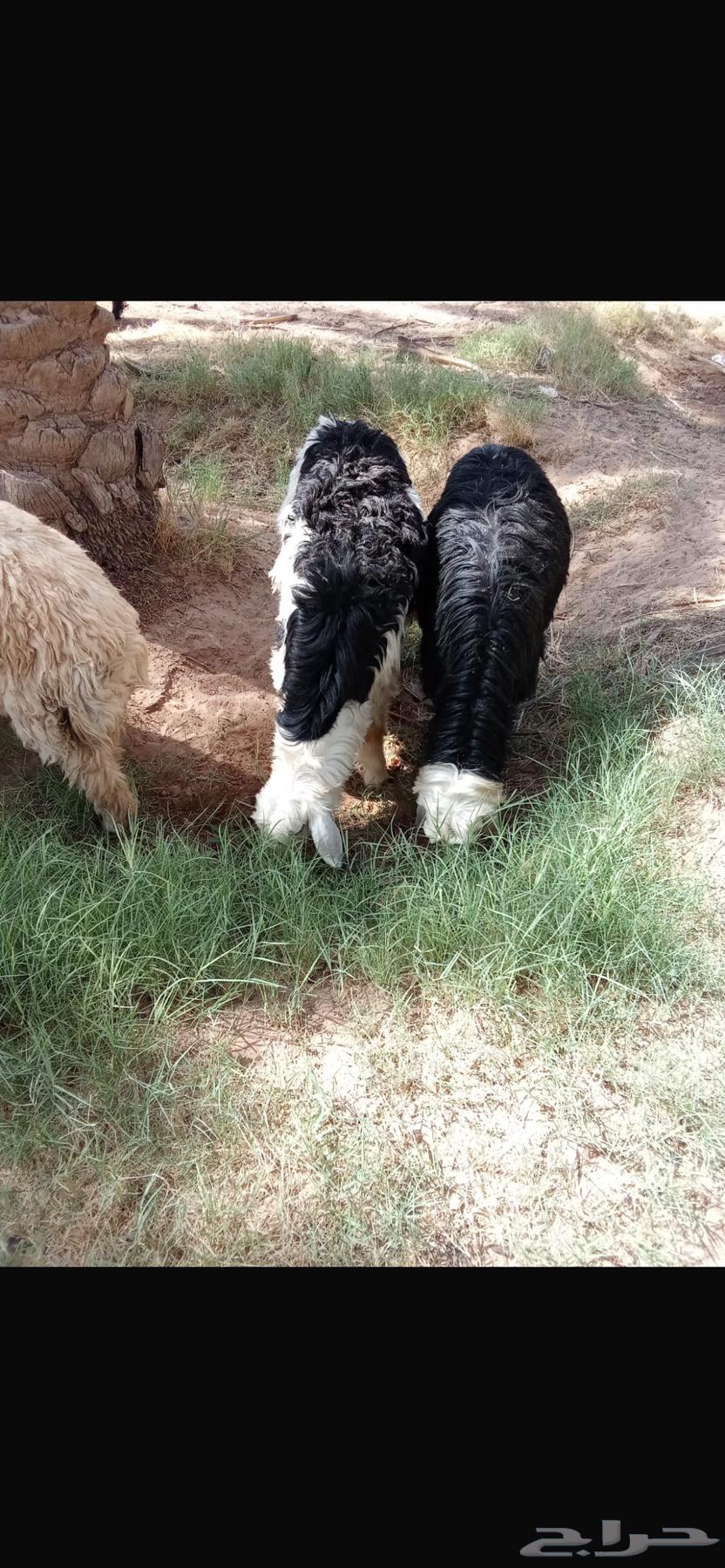 ذبايح جذعان نعيمي ونجدي عدد 1264243908589315114