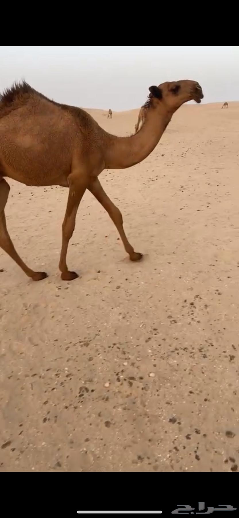 قعود اشعل كفو64251711680769110