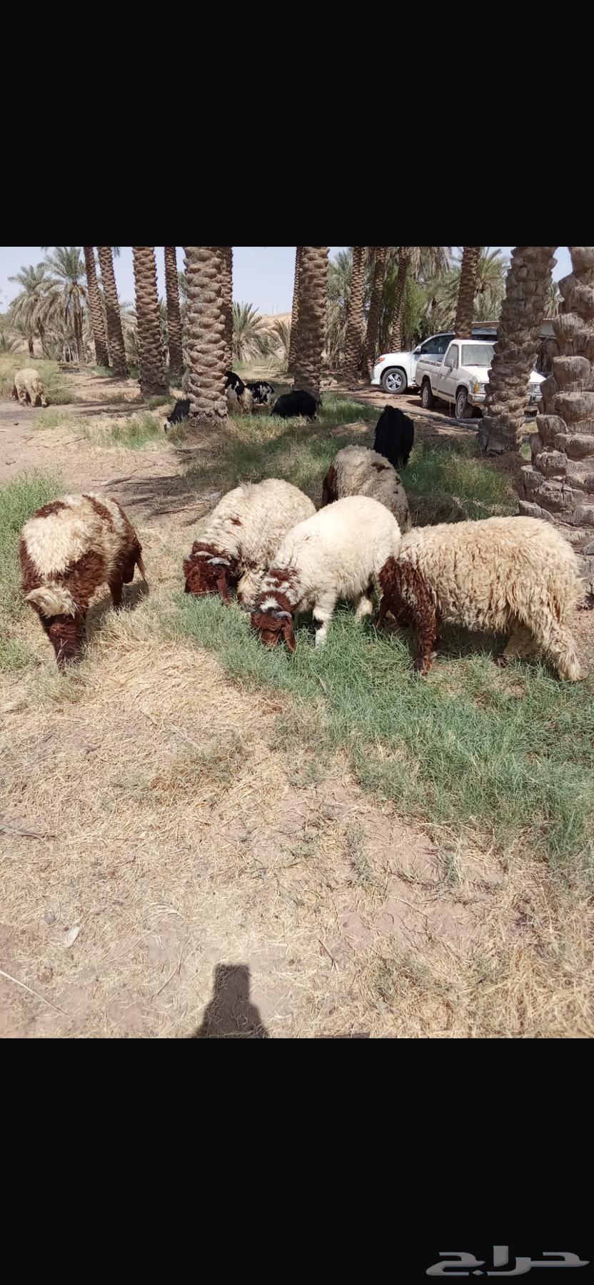 ذبايح جذعان نعيمي ونجدي عدد 1264243908589315112