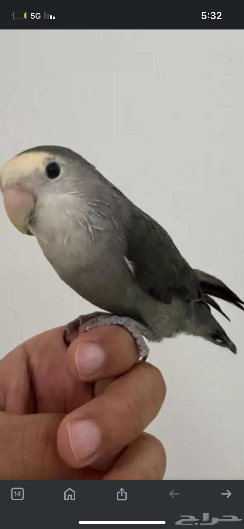 Pair of days64249629816835110