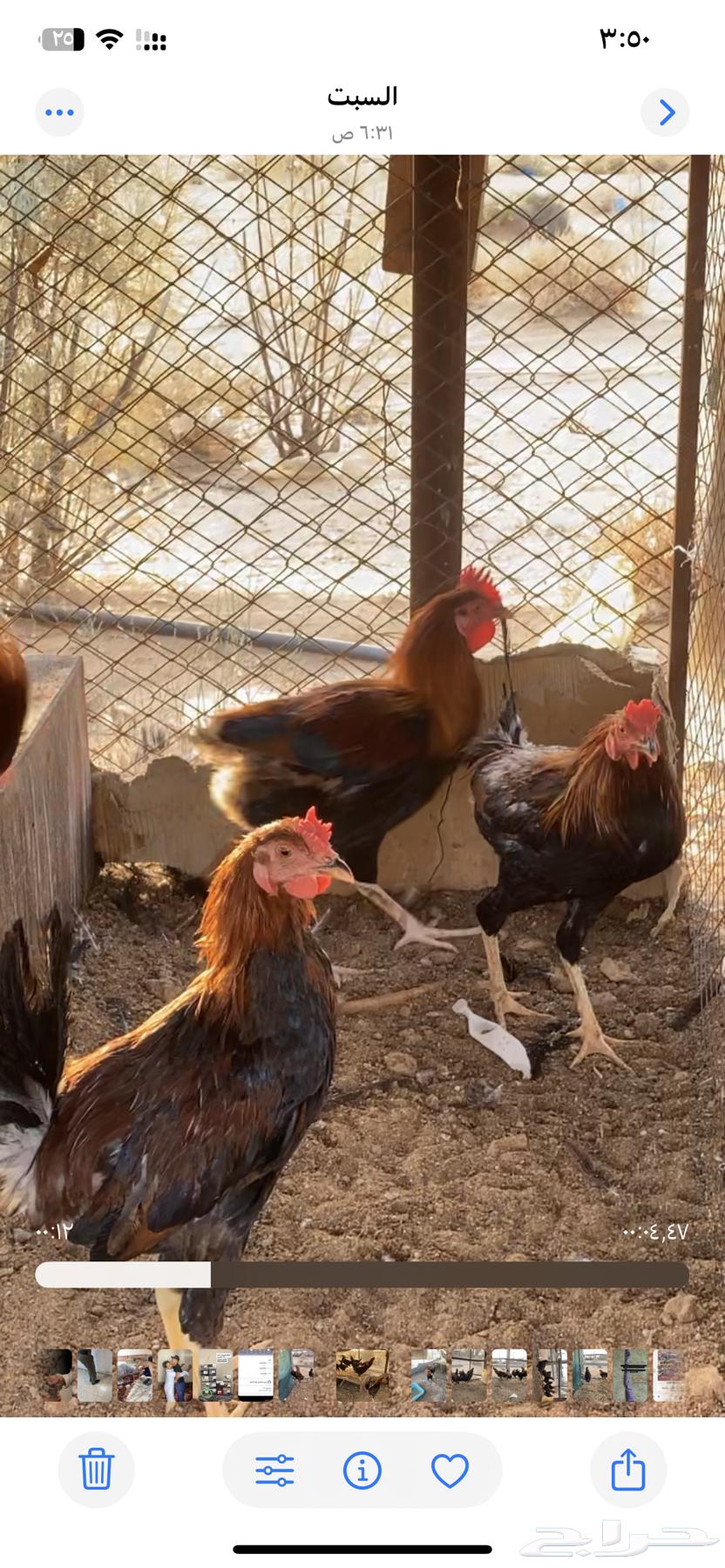 ديكه عربيه اصليه64245481441793113