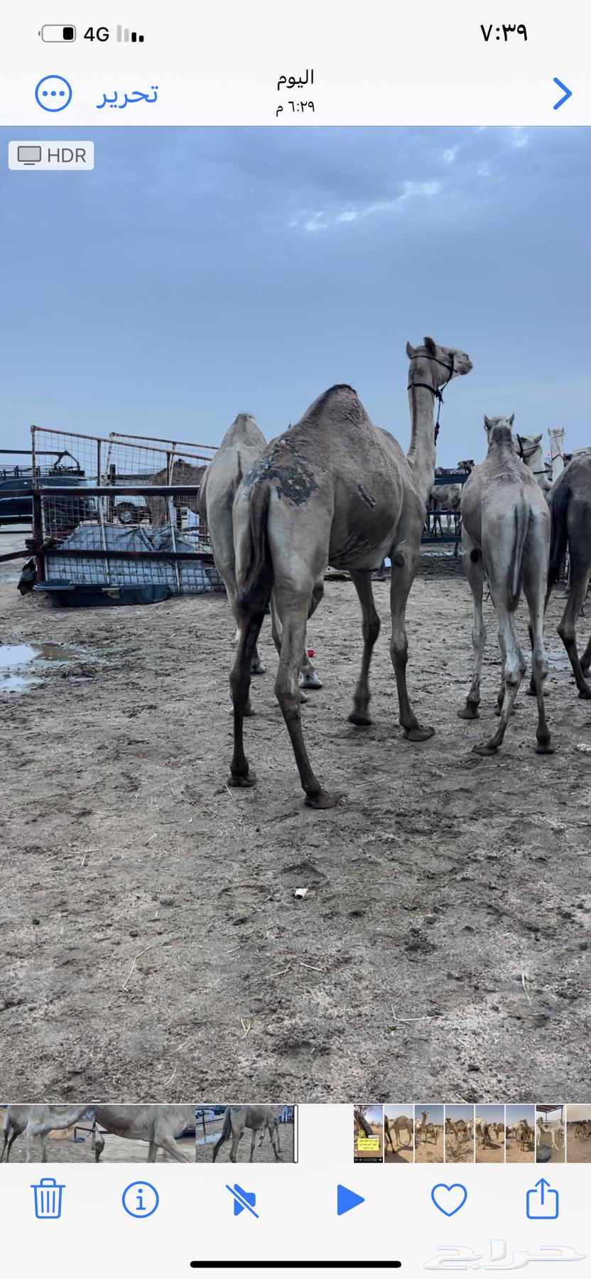 للبيع بكره هجن64252176246273111