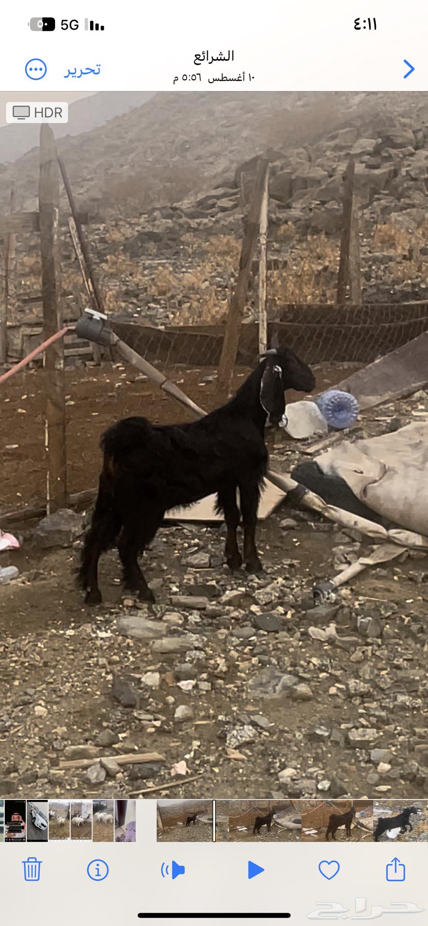 تيس مخصي64245809296258110