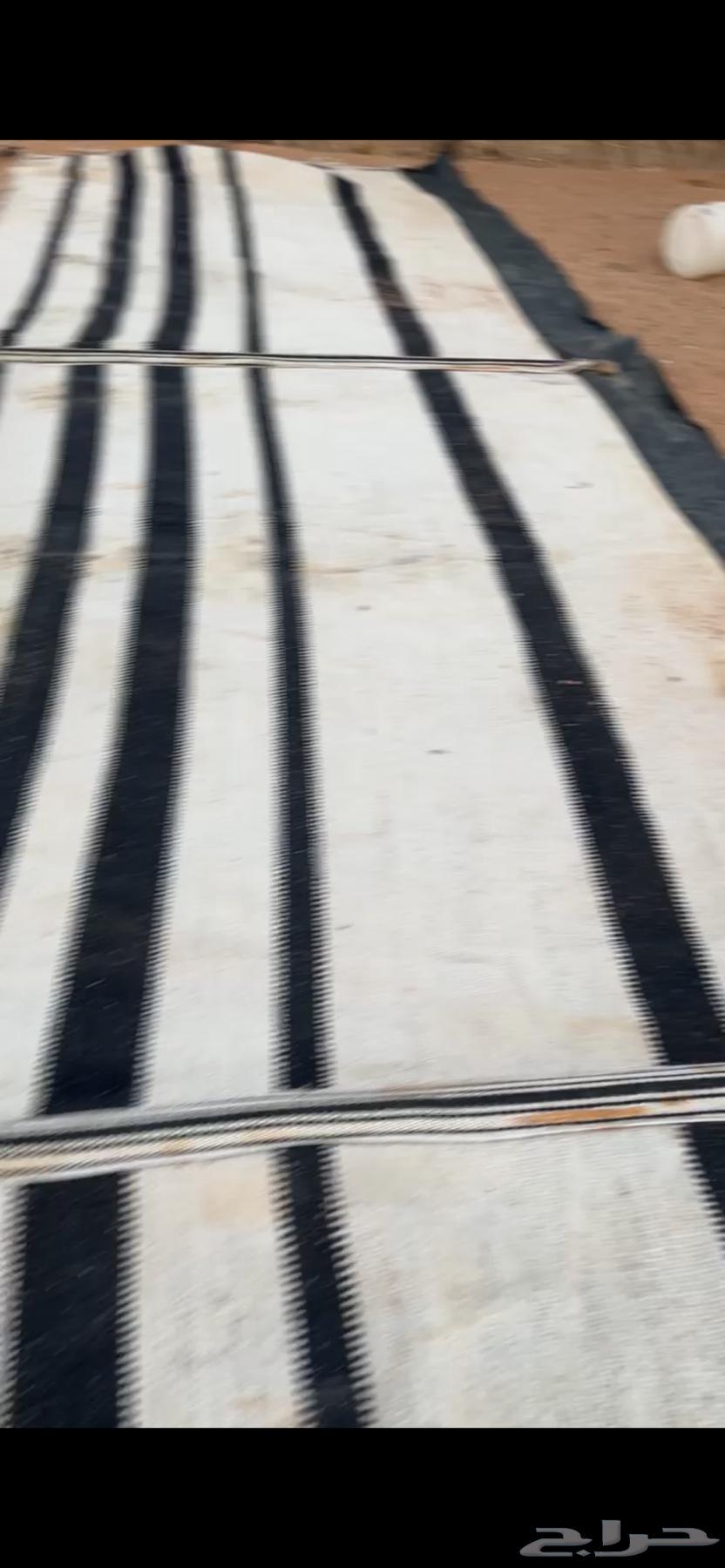 بيت شعر ابيض عمودين 8في 564240892762627114