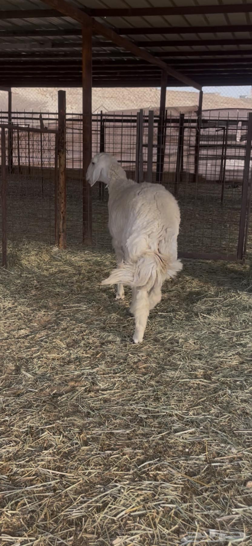 رخال جذعه وثنيه حريات دفيع شرط سونار64241410481539110