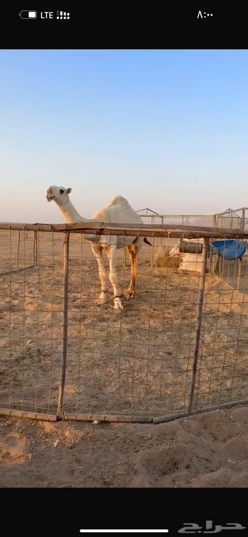 للبيع قعود طيب64251711842818111