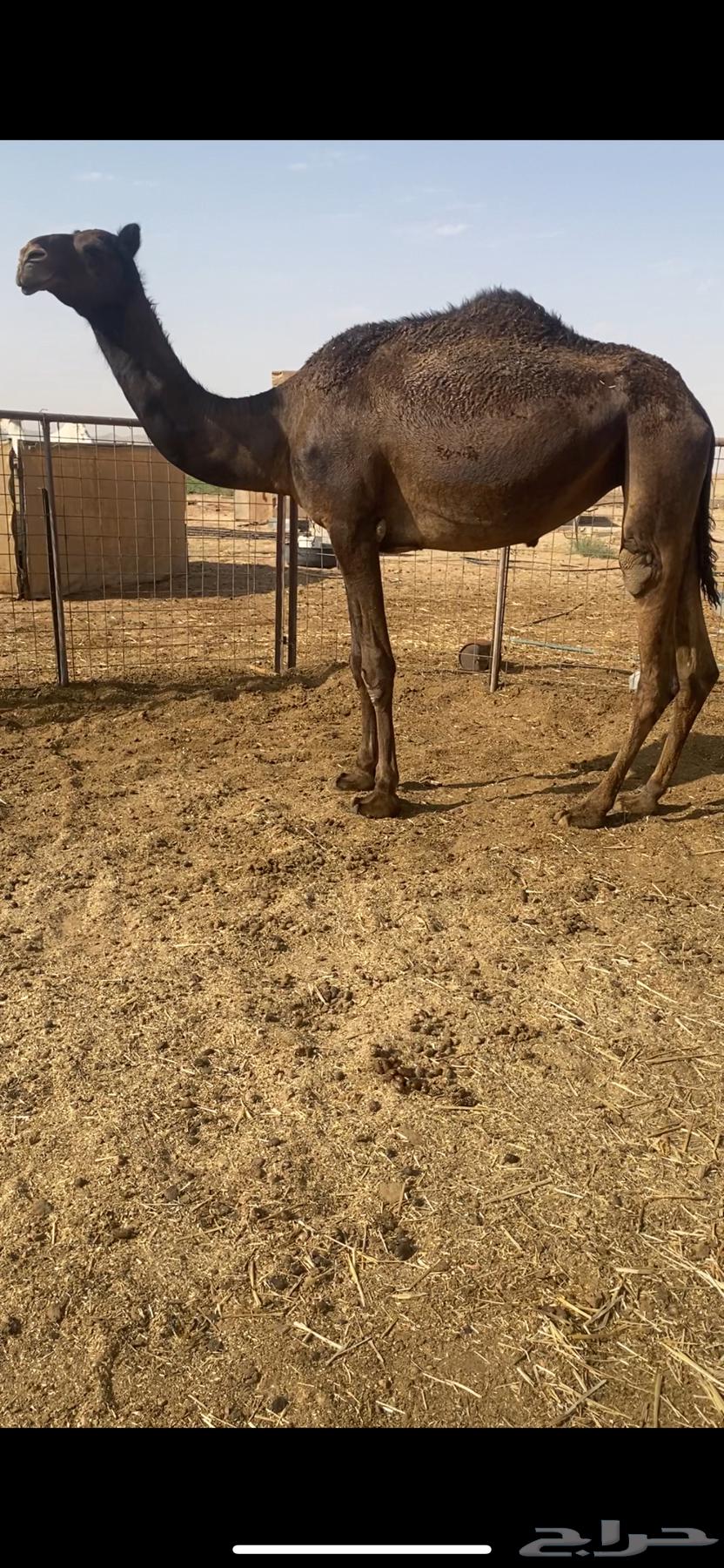 للبيع بكرة مجهم64250242635267111