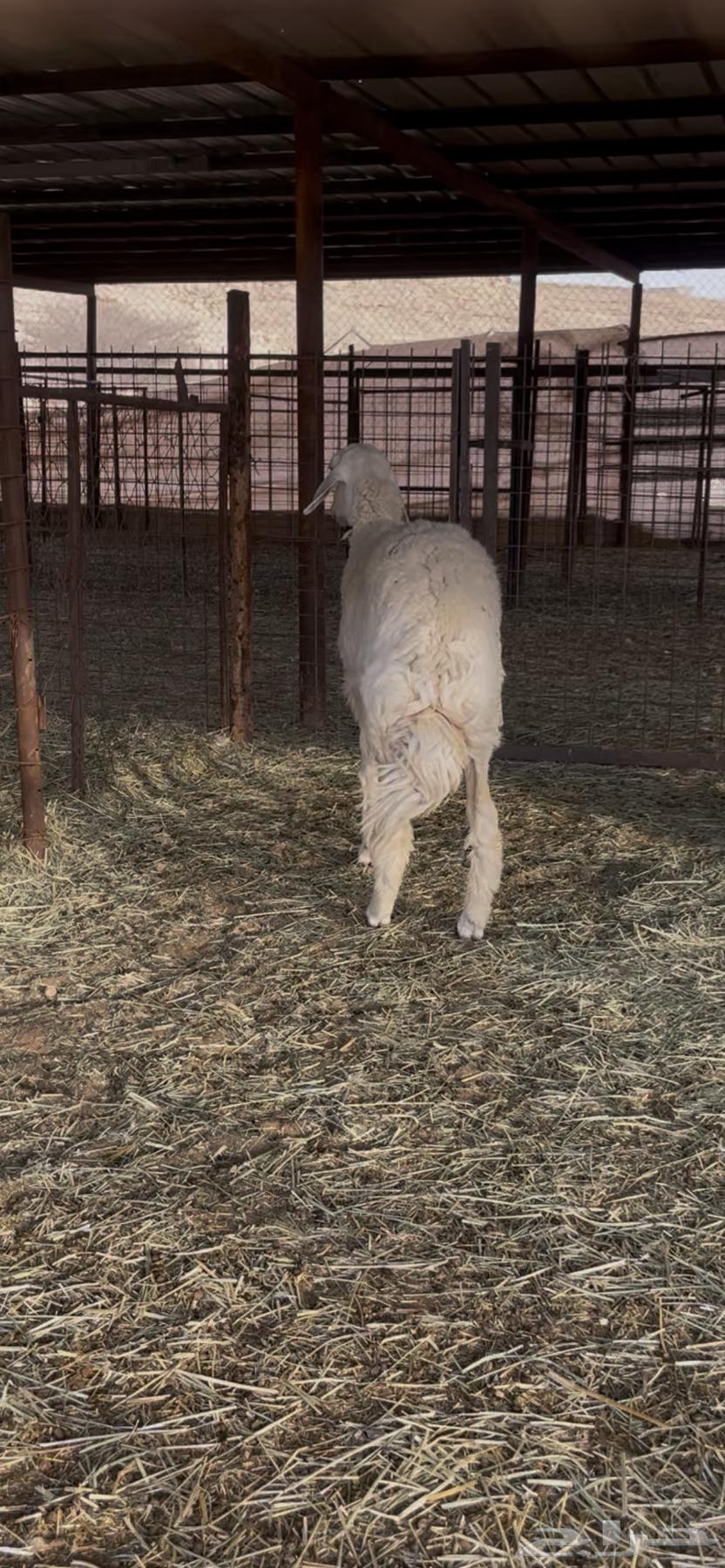 رخال جذعه وثنيه حريات دفيع شرط سونار64241410481539111