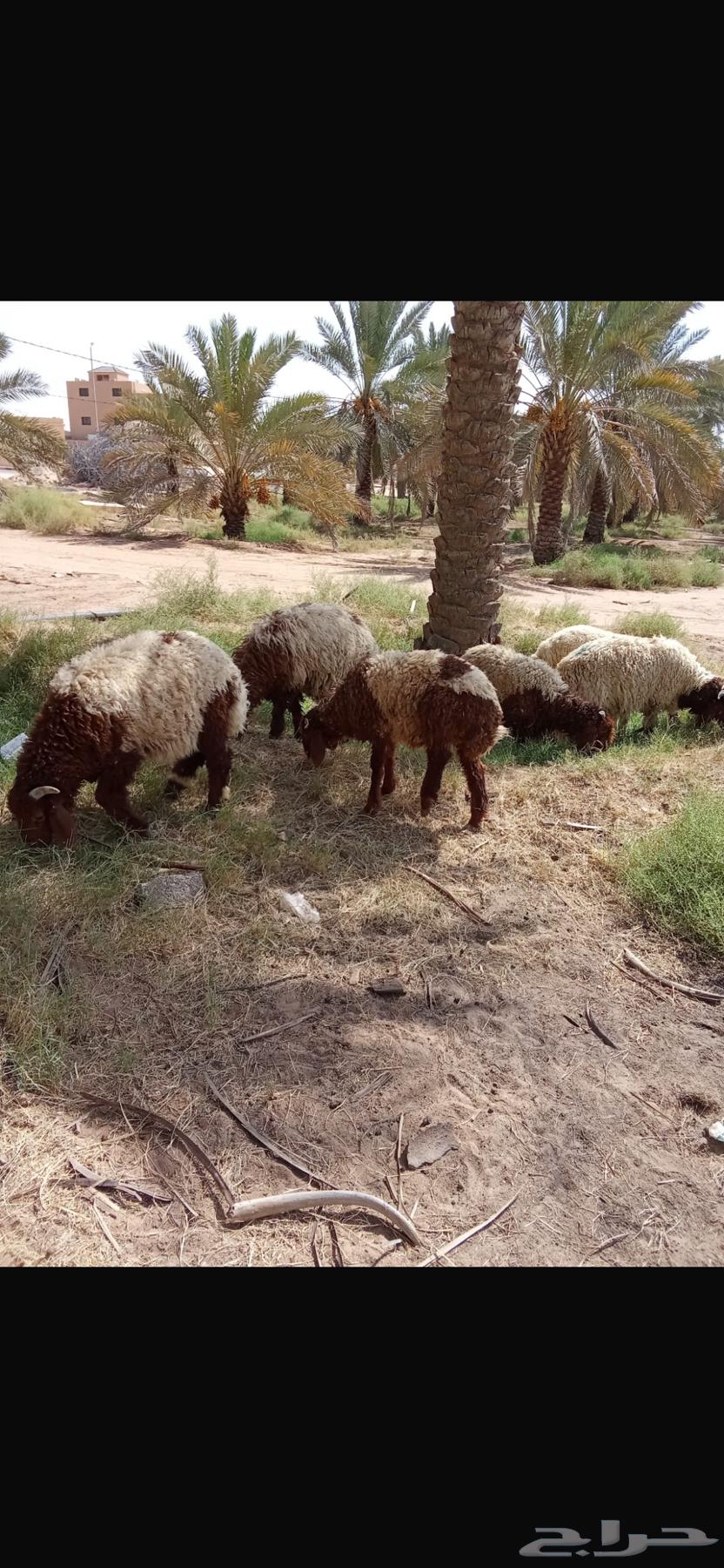 ذبايح جذعان نعيمي ونجدي عدد 1264243908589315111