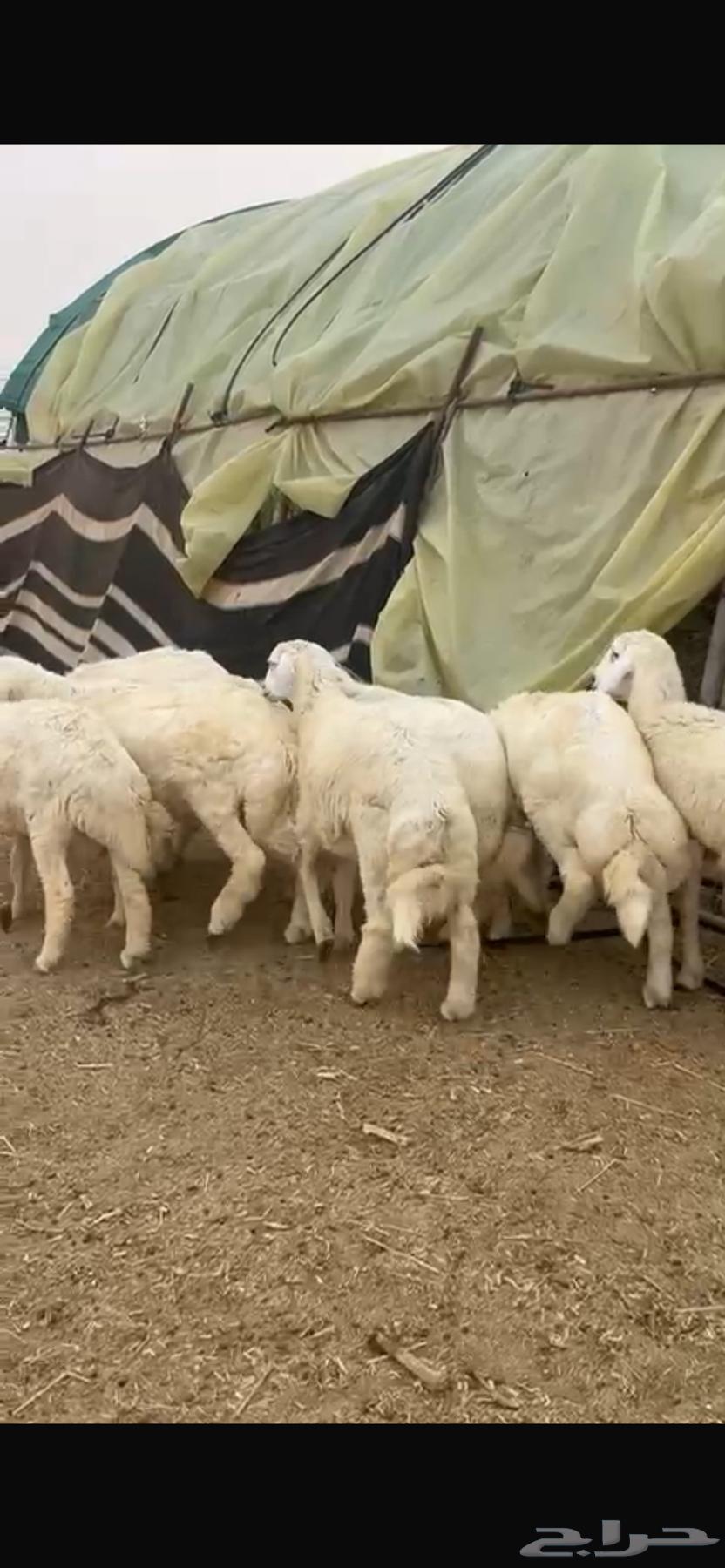 للبيع جذعان حريات طيبات64255537268483111