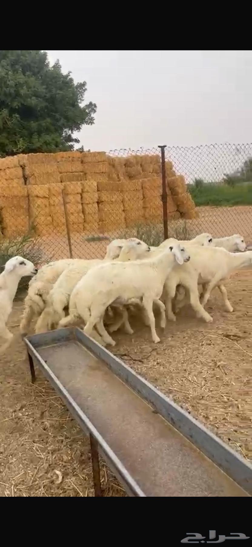 للبيع جذعان حريات طيبات64255537268483110