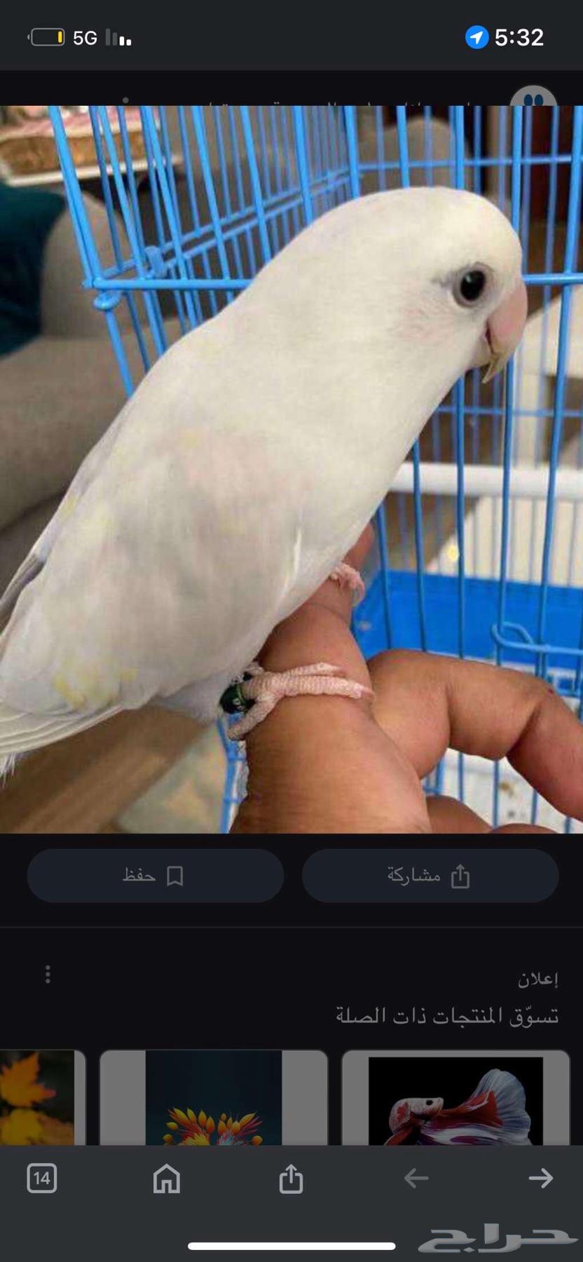 Pair of days64249629816835111