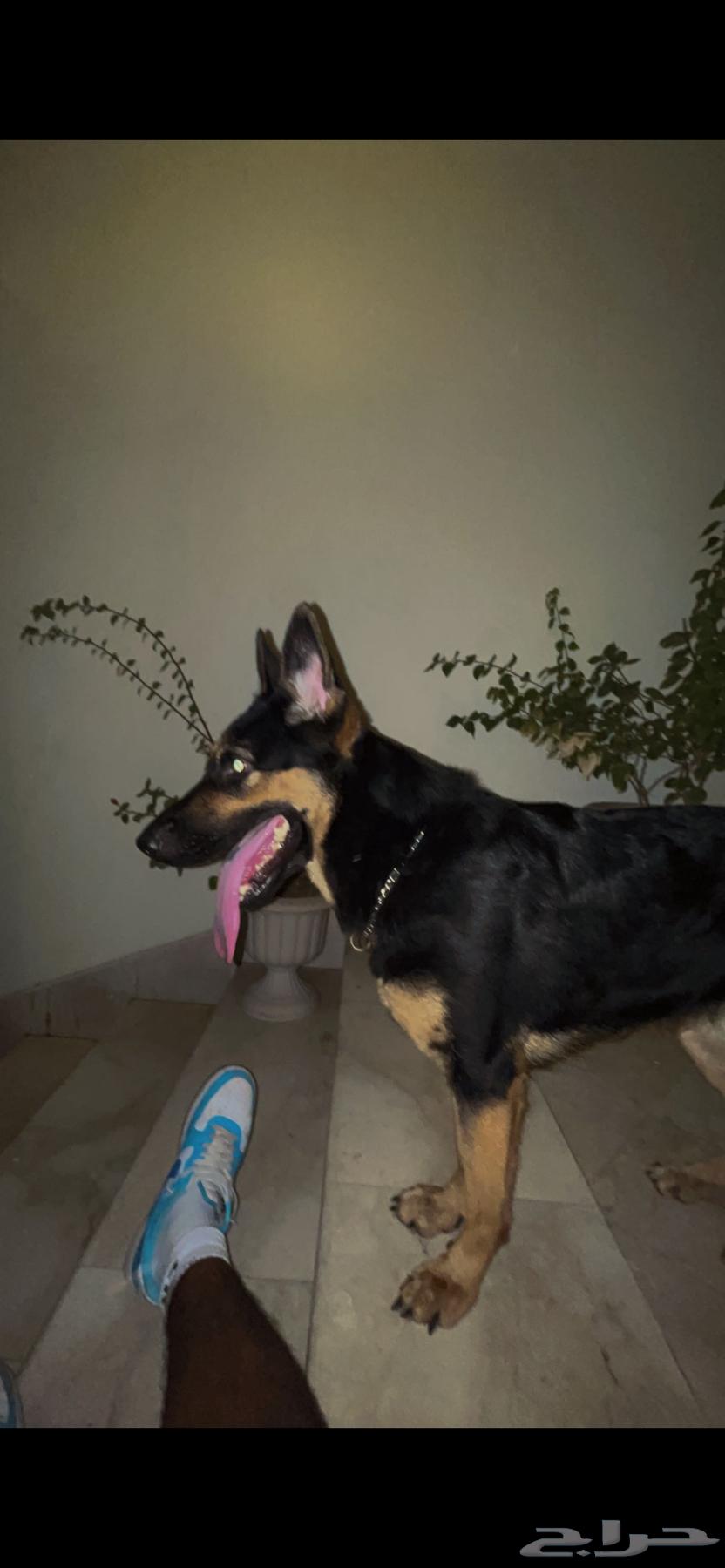 بيعت كلب حراسة ألماني64235636007299114