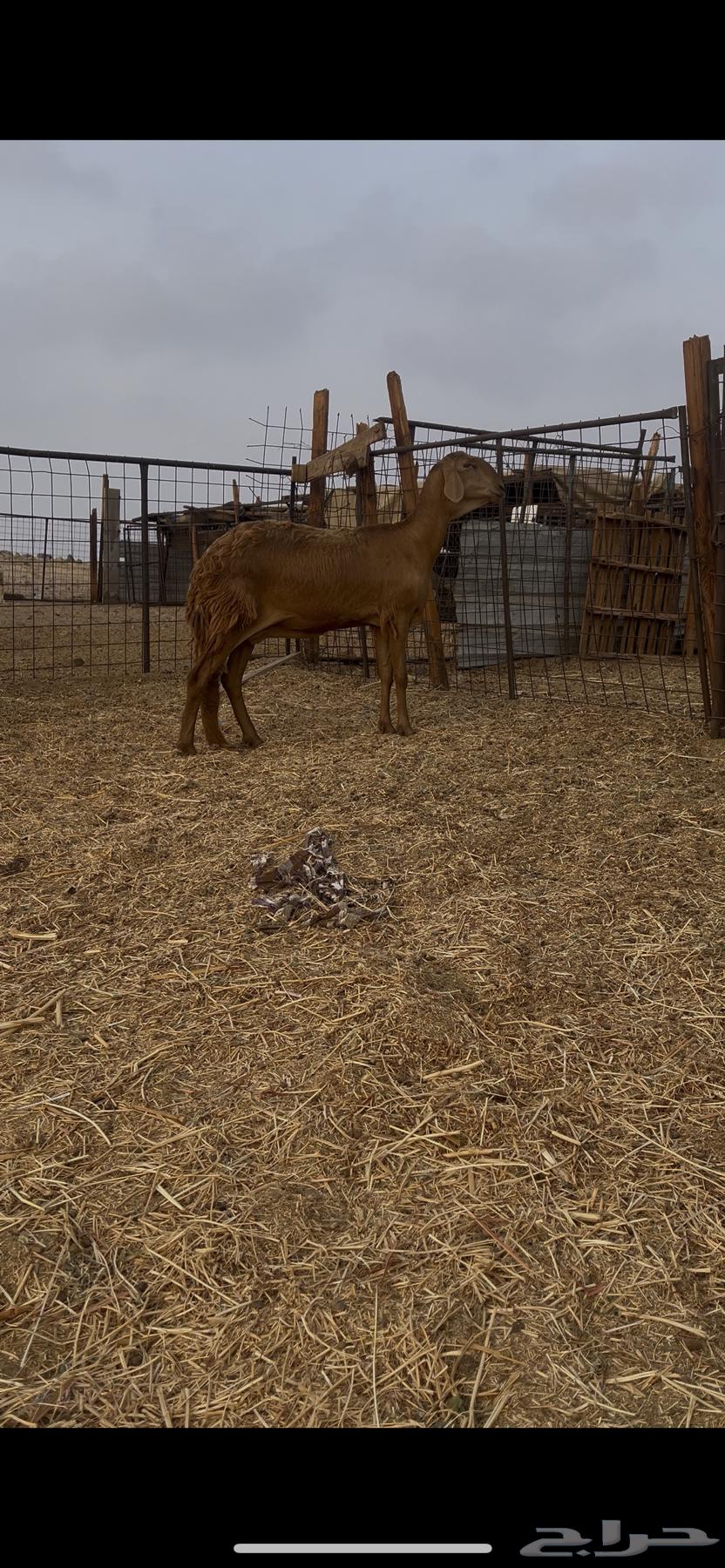 Sawakni Red Camel of the Defense Class64242998141057111