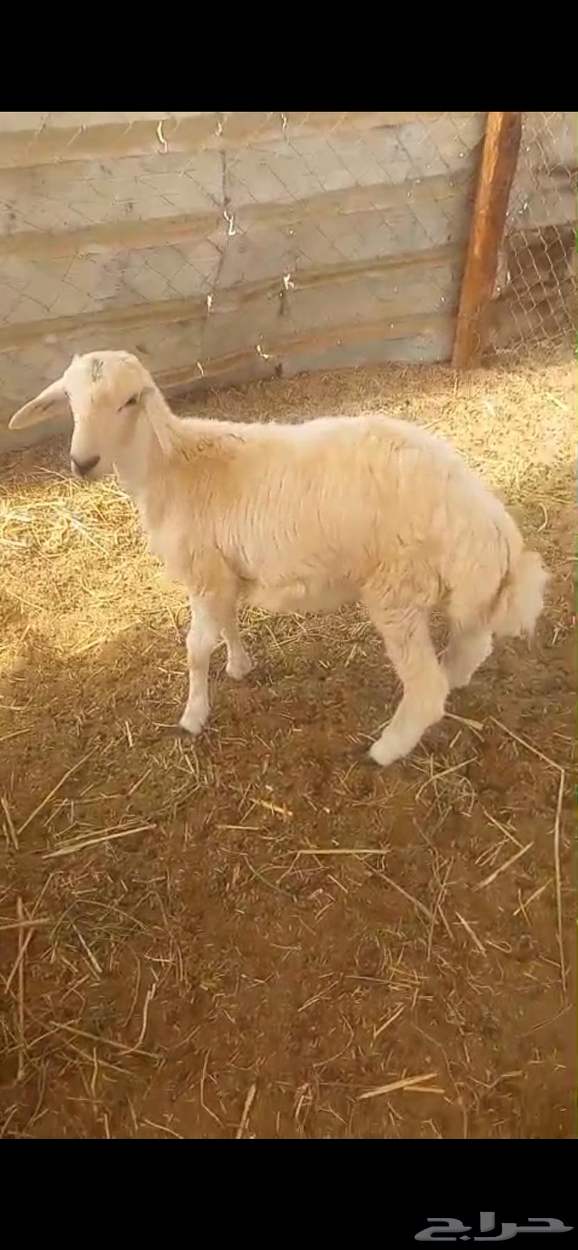 طلي حري. (تم البيع )64239213244931110