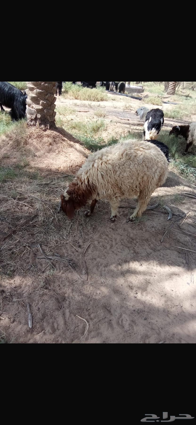 ذبايح جذعان نعيمي ونجدي عدد 1264243908589315113