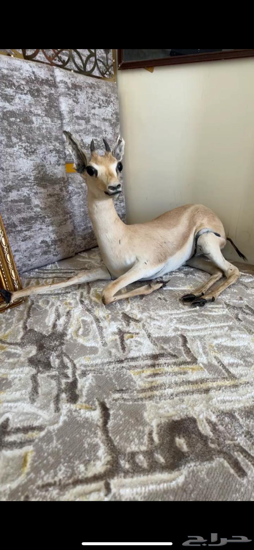 غزال محنط للبيع64235175878530110