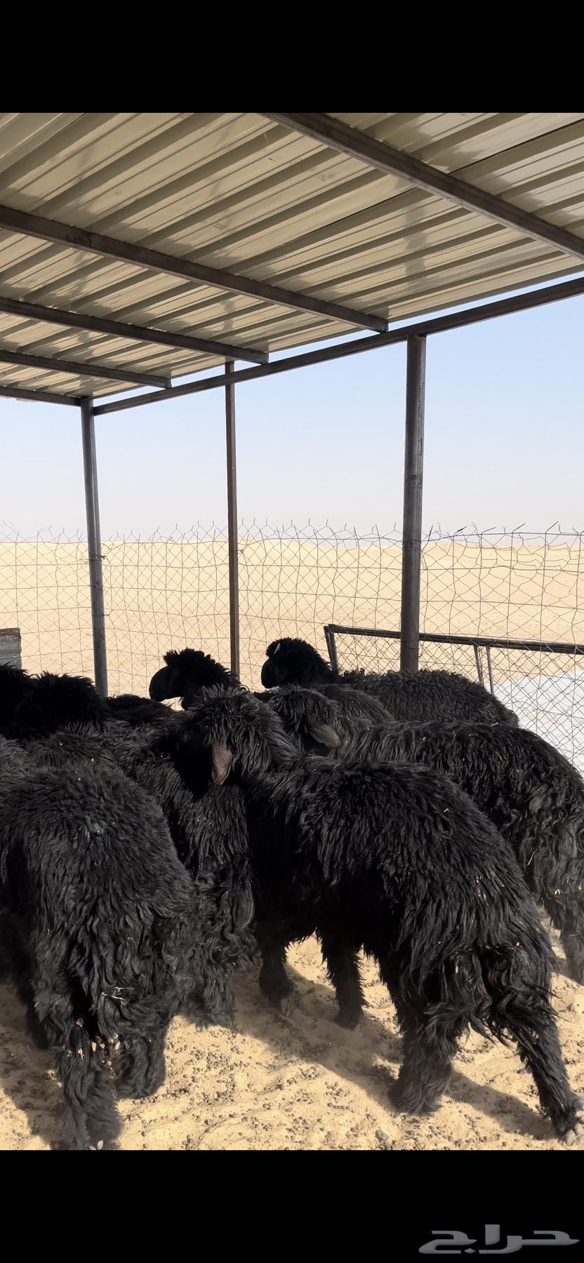 تم البيع64238371675521114