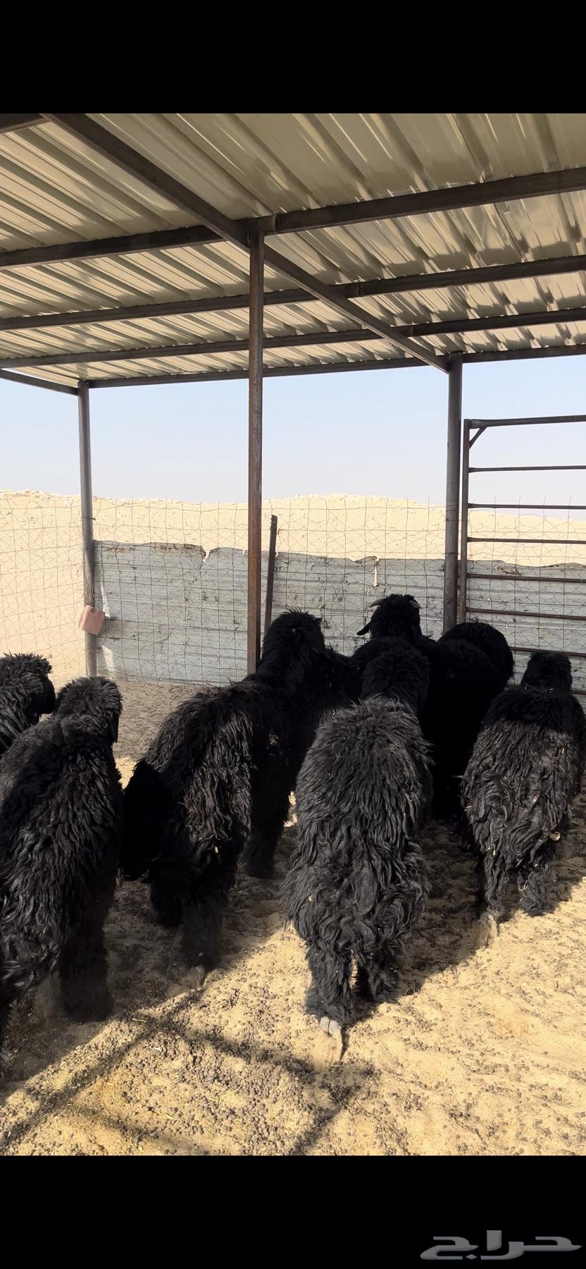 تم البيع64238371675521113