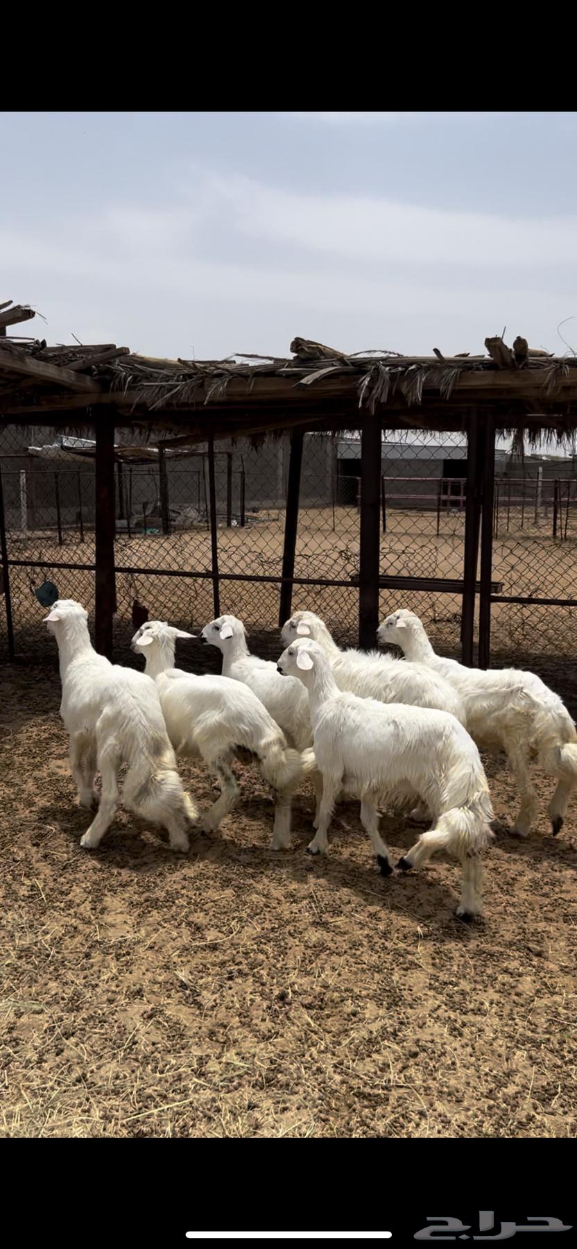 Sheep and Rams64243170093826111