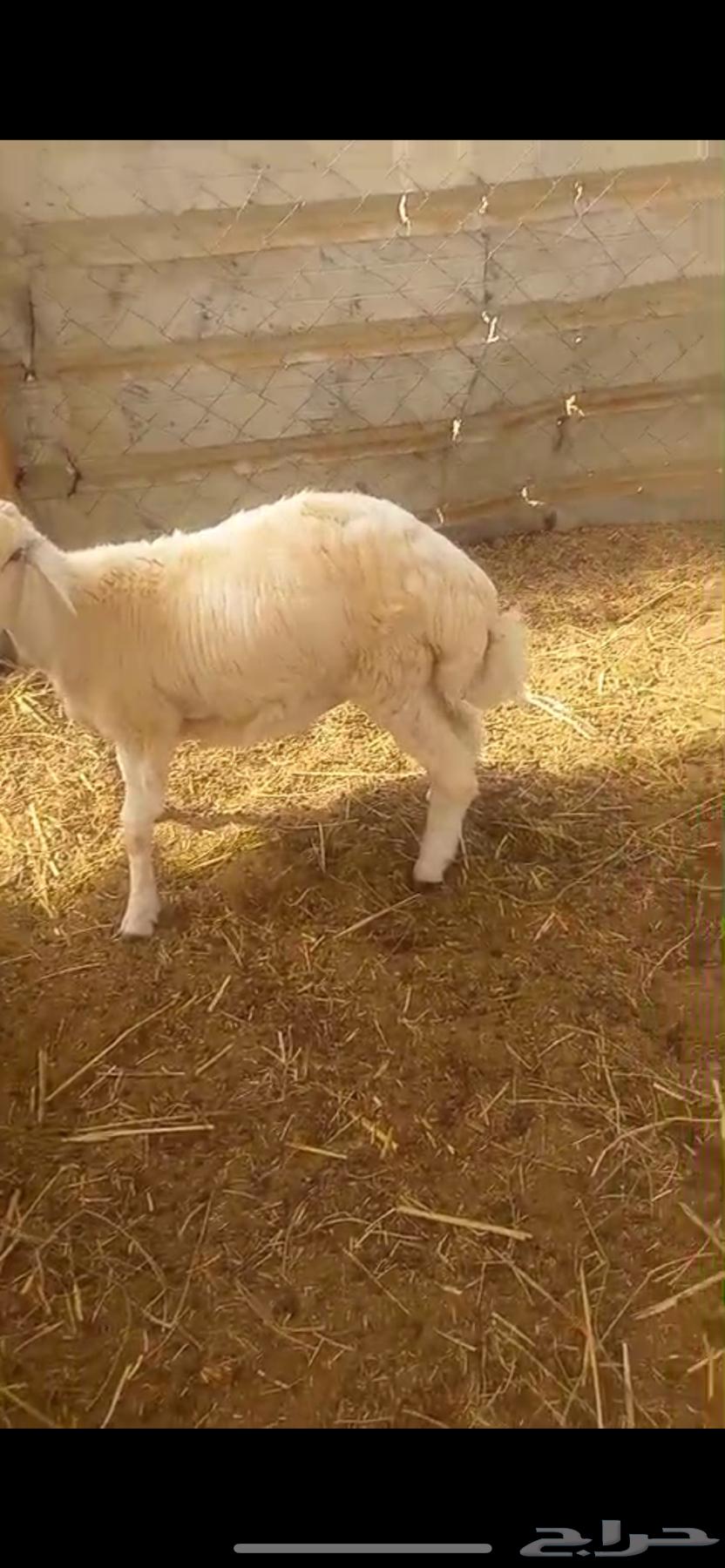 طلي حري. (تم البيع )64239213244931113