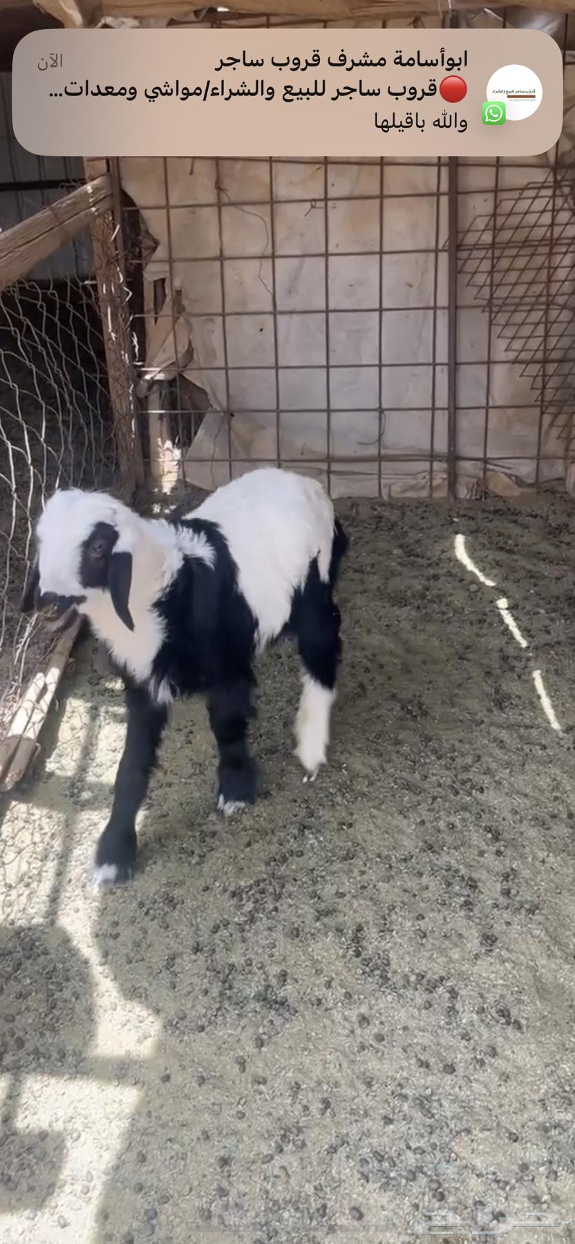 طلي نجدي للعمر 3 شهور ونص فيه بعج بسيط براء الذمه64244758194689110