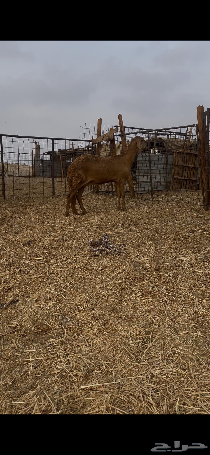 Sawakni Red Camel of the Defense Class64242998141057110