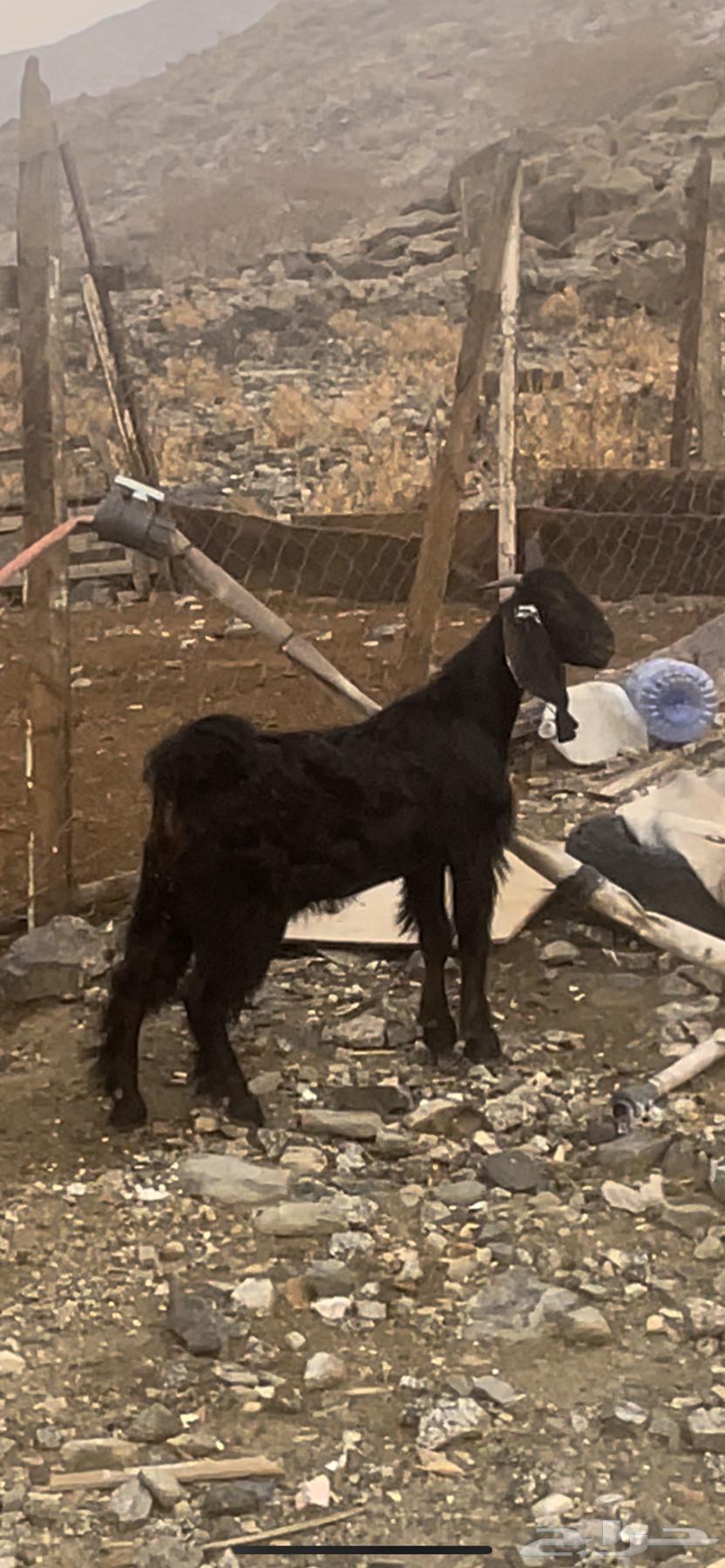 تيس مخصي64245809296258111