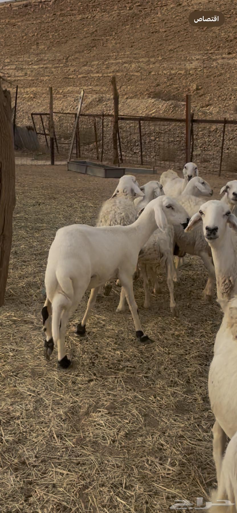 رخال جذعه وثنيه حريات دفيع شرط سونار64241410481539112