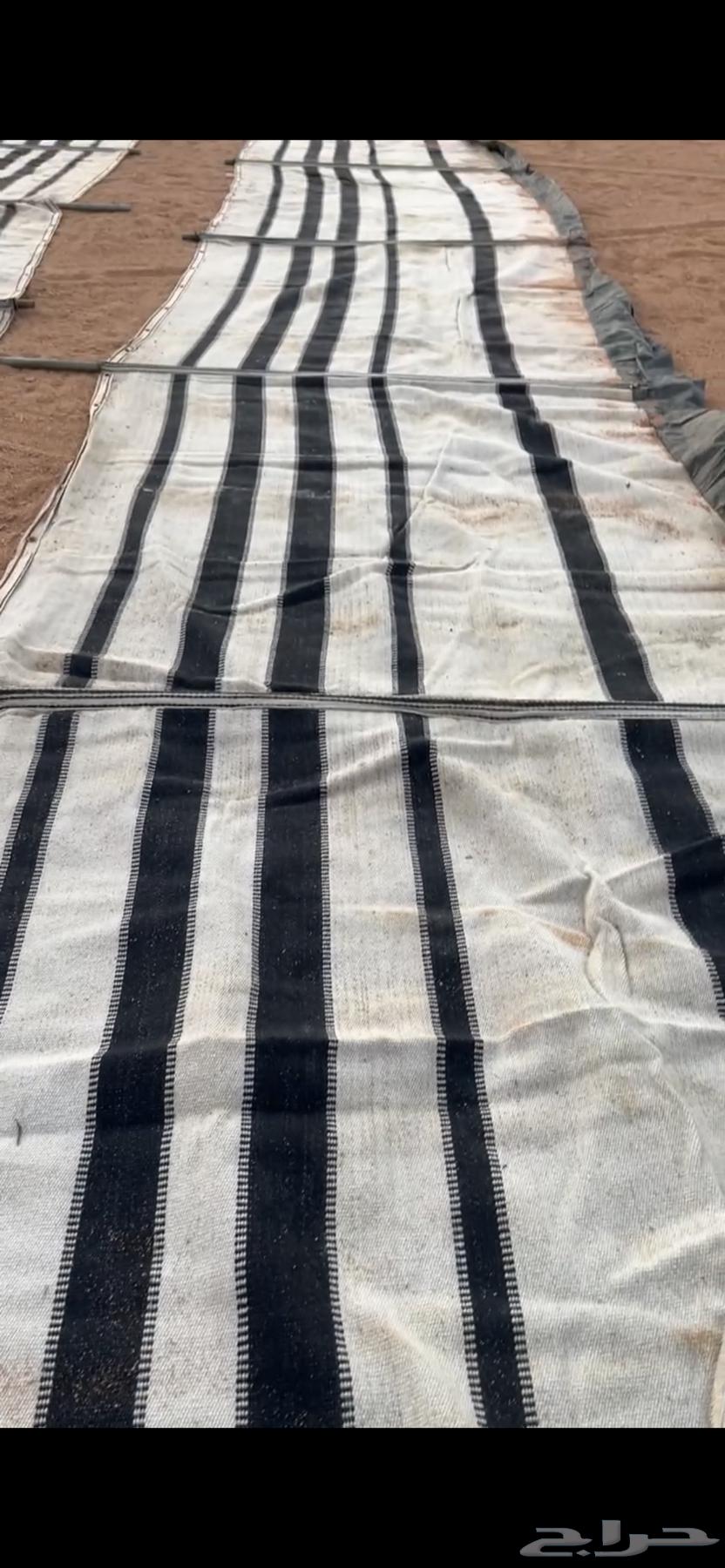 بيت شعر ابيض عمودين 8في 564240892762627113