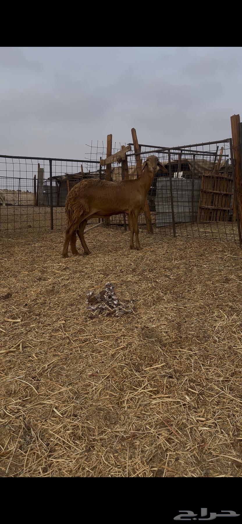 Sawakni Red Camel of the Defense Class64242998141057112