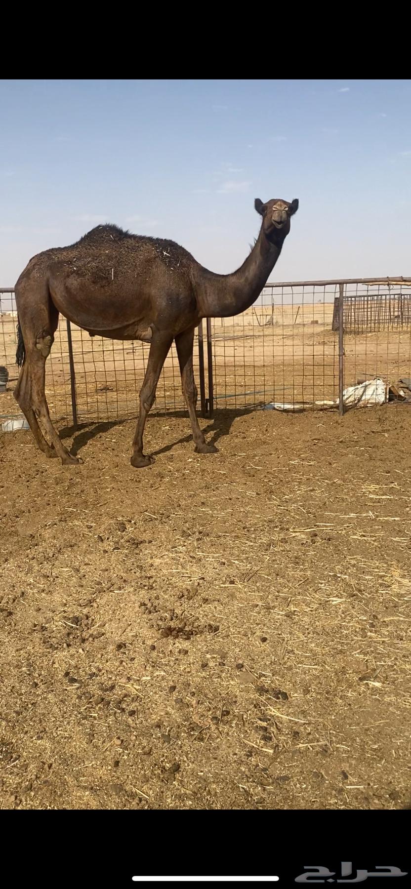 للبيع بكرة مجهم64250242635267110