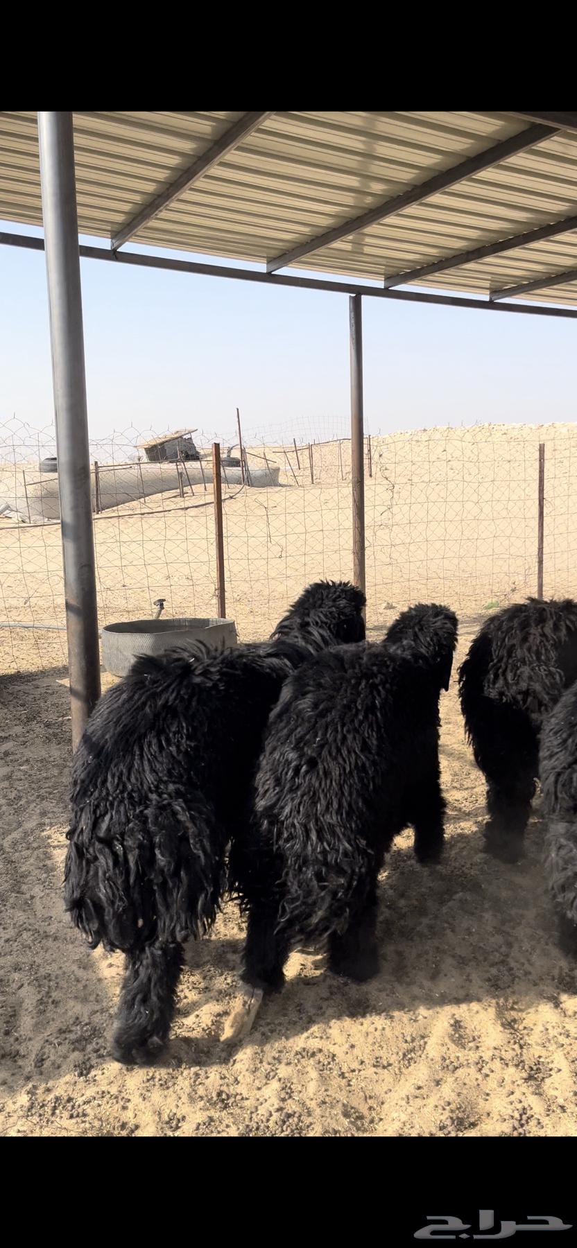 تم البيع64238371675521112