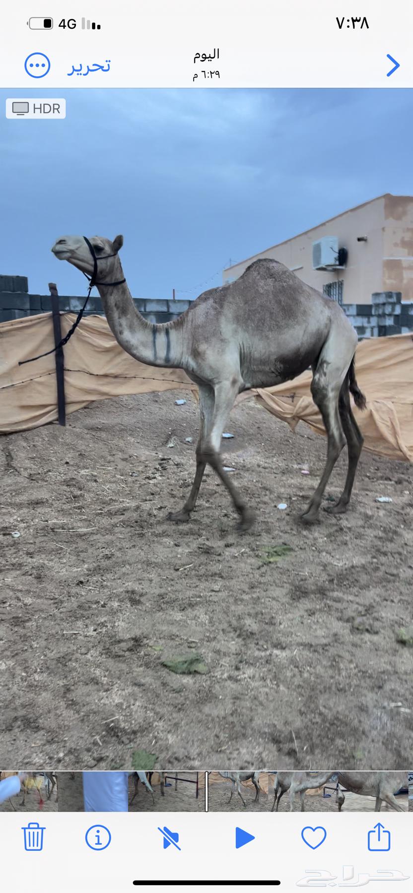 للبيع بكره هجن64252176246273110