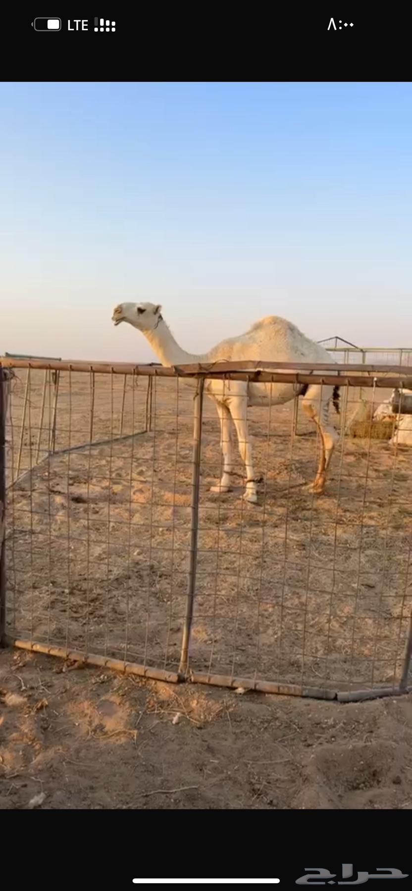 للبيع قعود طيب64251711842818112