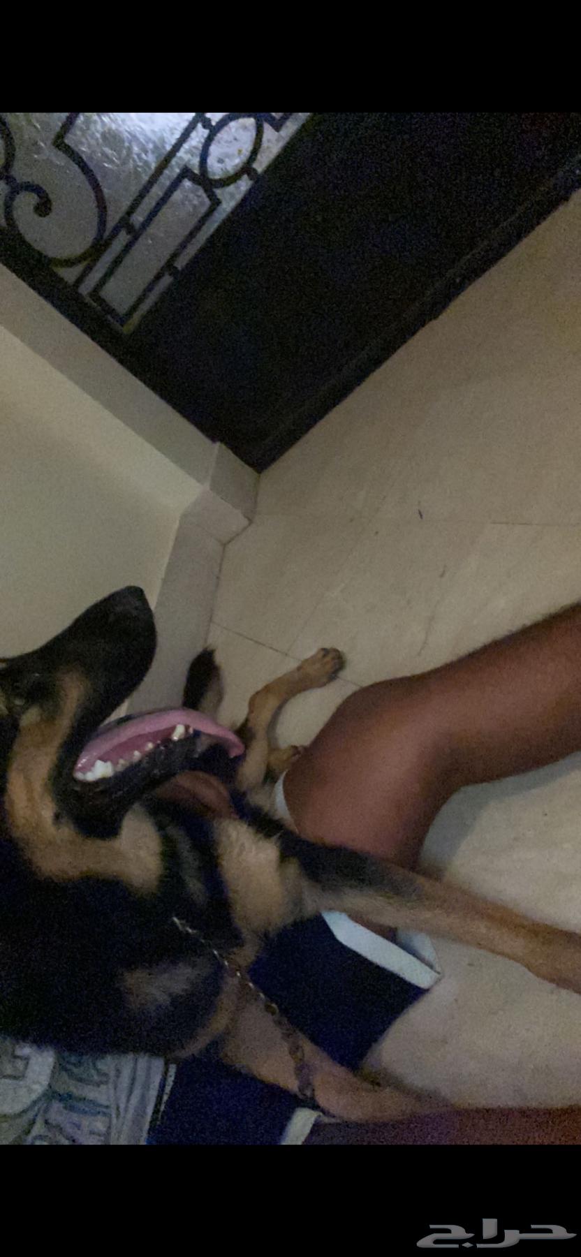 بيعت كلب حراسة ألماني64235636007299113