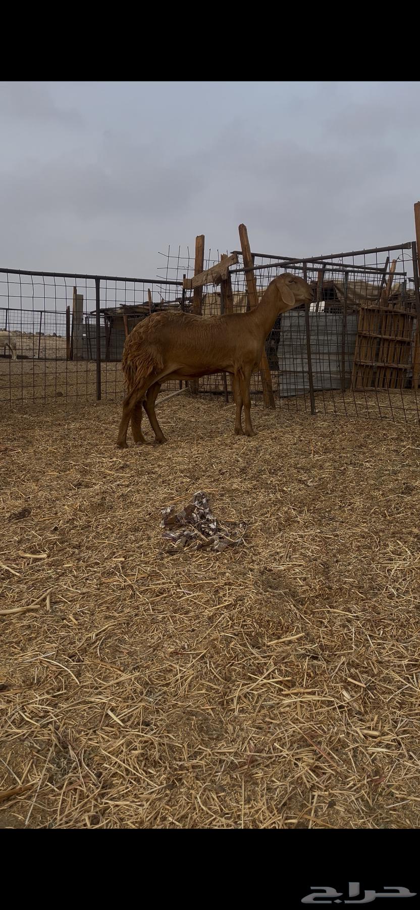 Sawakni Red Camel of the Defense Class64242998141057113