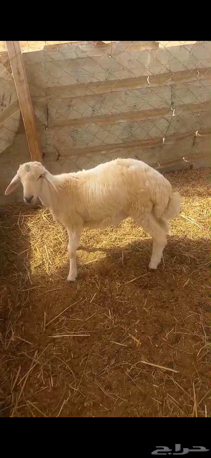 طلي حري. (تم البيع )64239213244931111