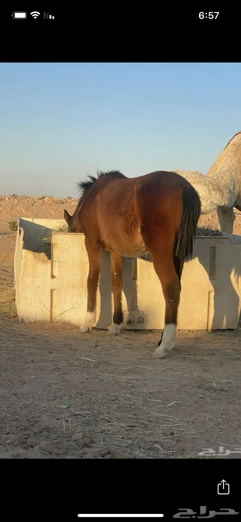 مهره. فرس للبيع. اخر الشتاء هذا. تدخل ثلاث سنين64250415675651110