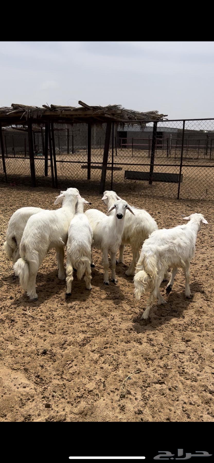 Sheep and Rams64243170093826112