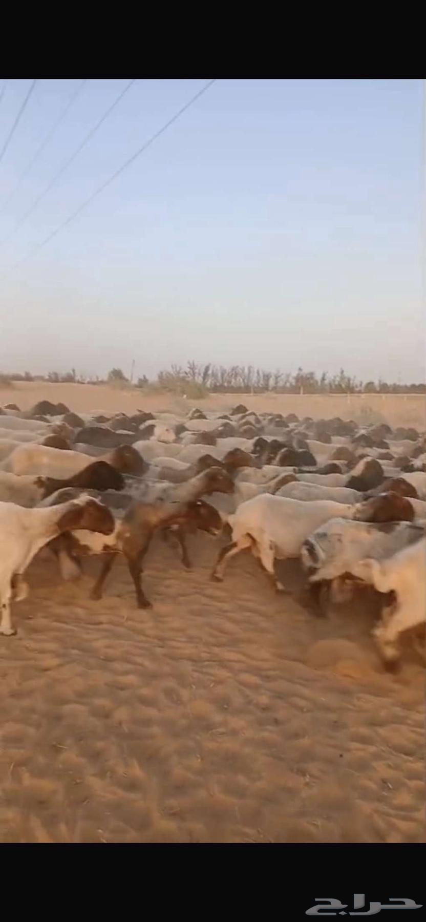 Naeem 220 heads, one pasture, late delivery64241577478530111