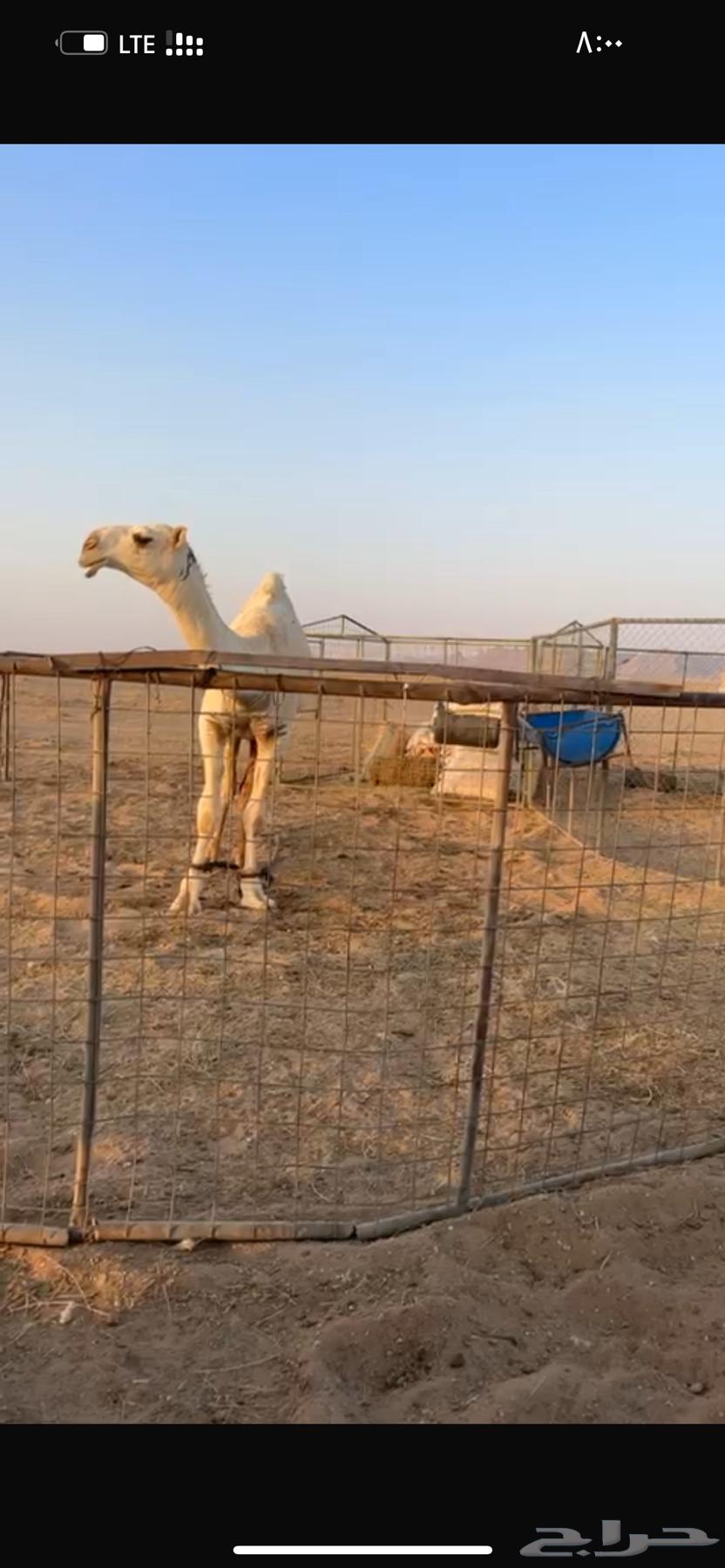 للبيع قعود طيب64251711842818110