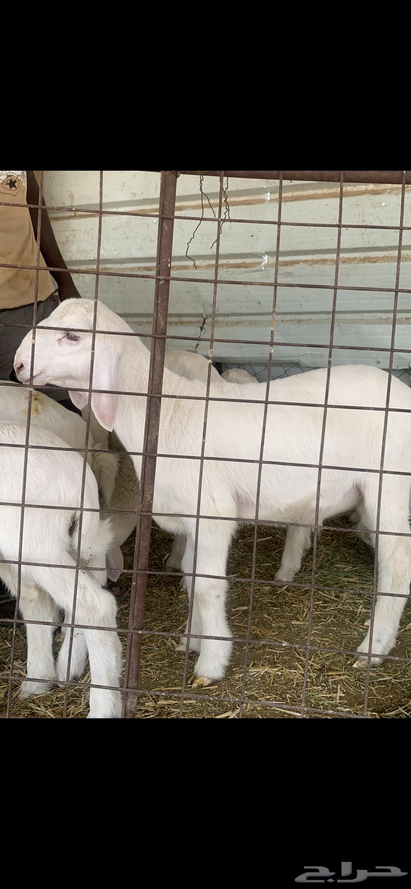 طلي صنف64229104927105113