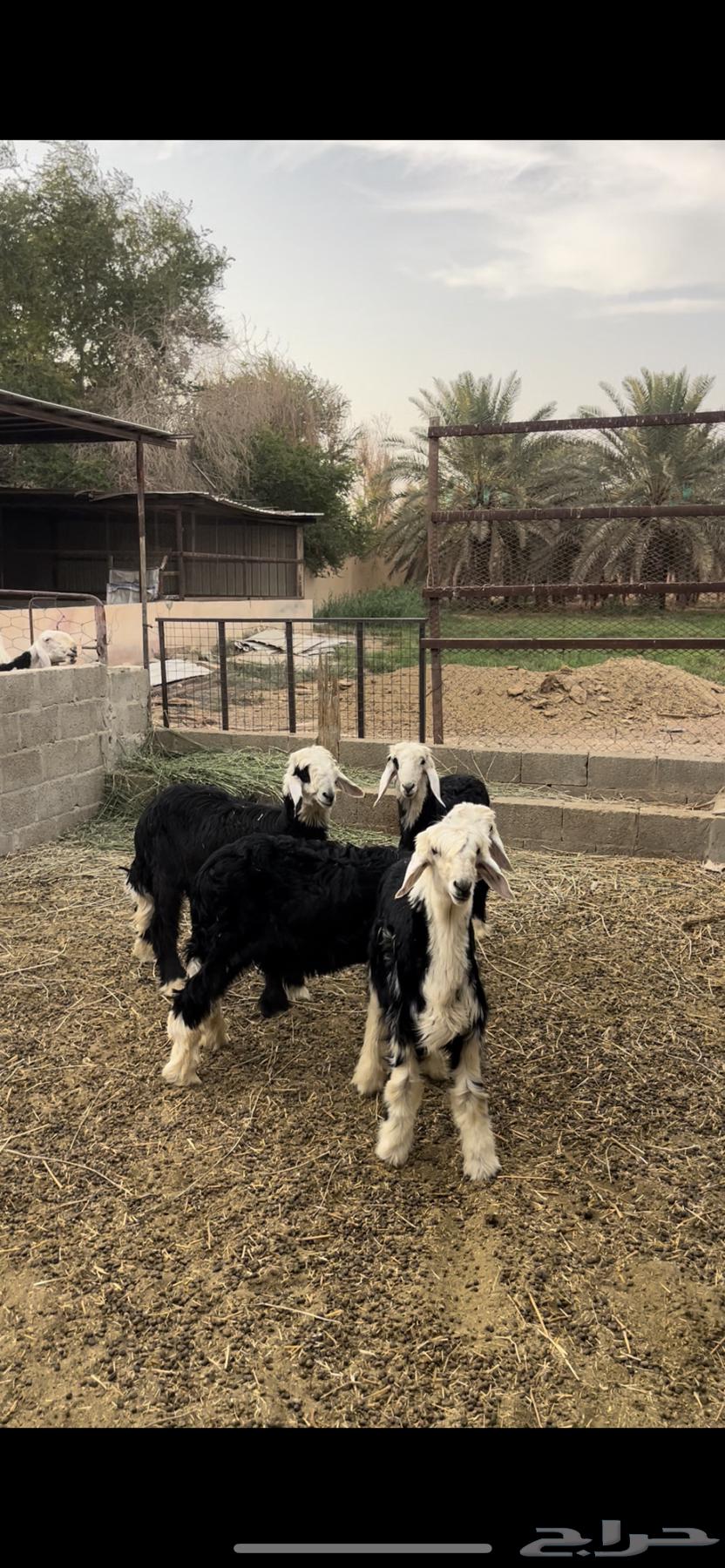 بهم نجد ( تم البيع)64248685422337110