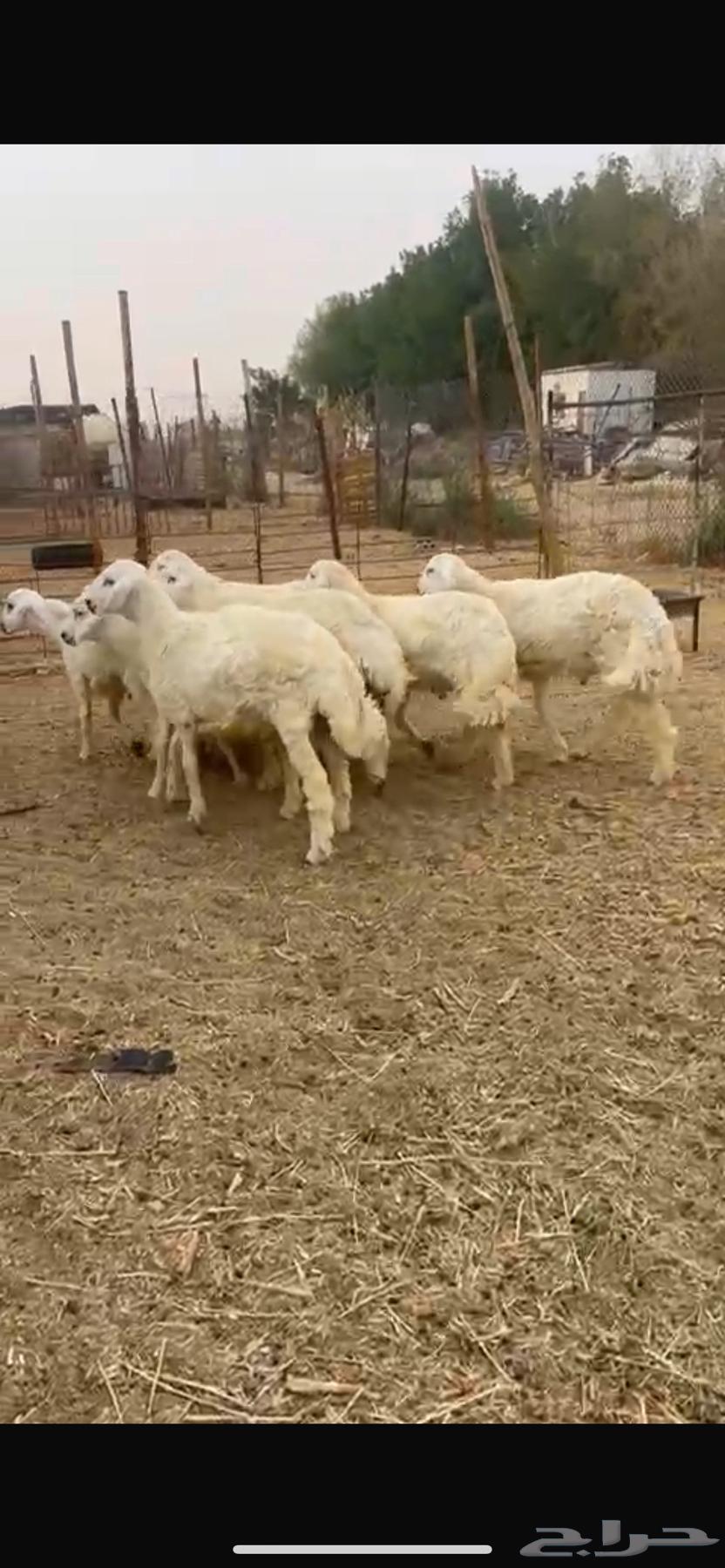 للبيع جذعان حريات طيبات64255537268483112