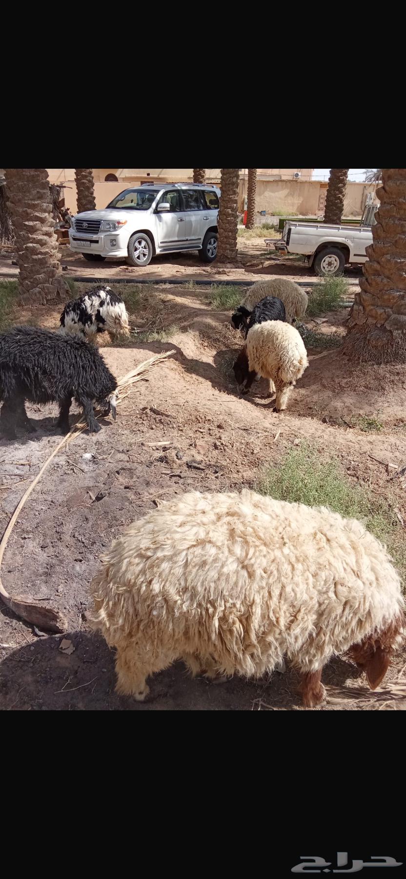 ذبايح جذعان نعيمي ونجدي عدد 1264243908589315110