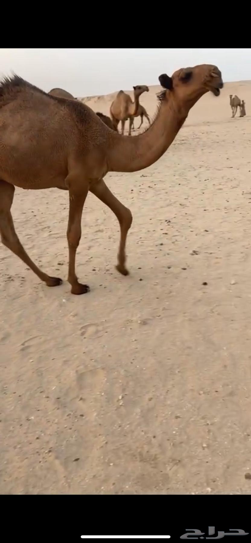 قعود اشعل كفو64251711680769113