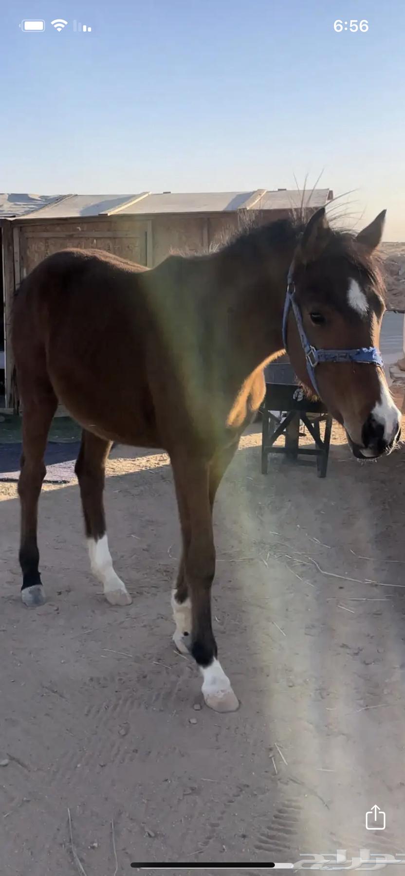 مهره. فرس للبيع. اخر الشتاء هذا. تدخل ثلاث سنين64250415675651111