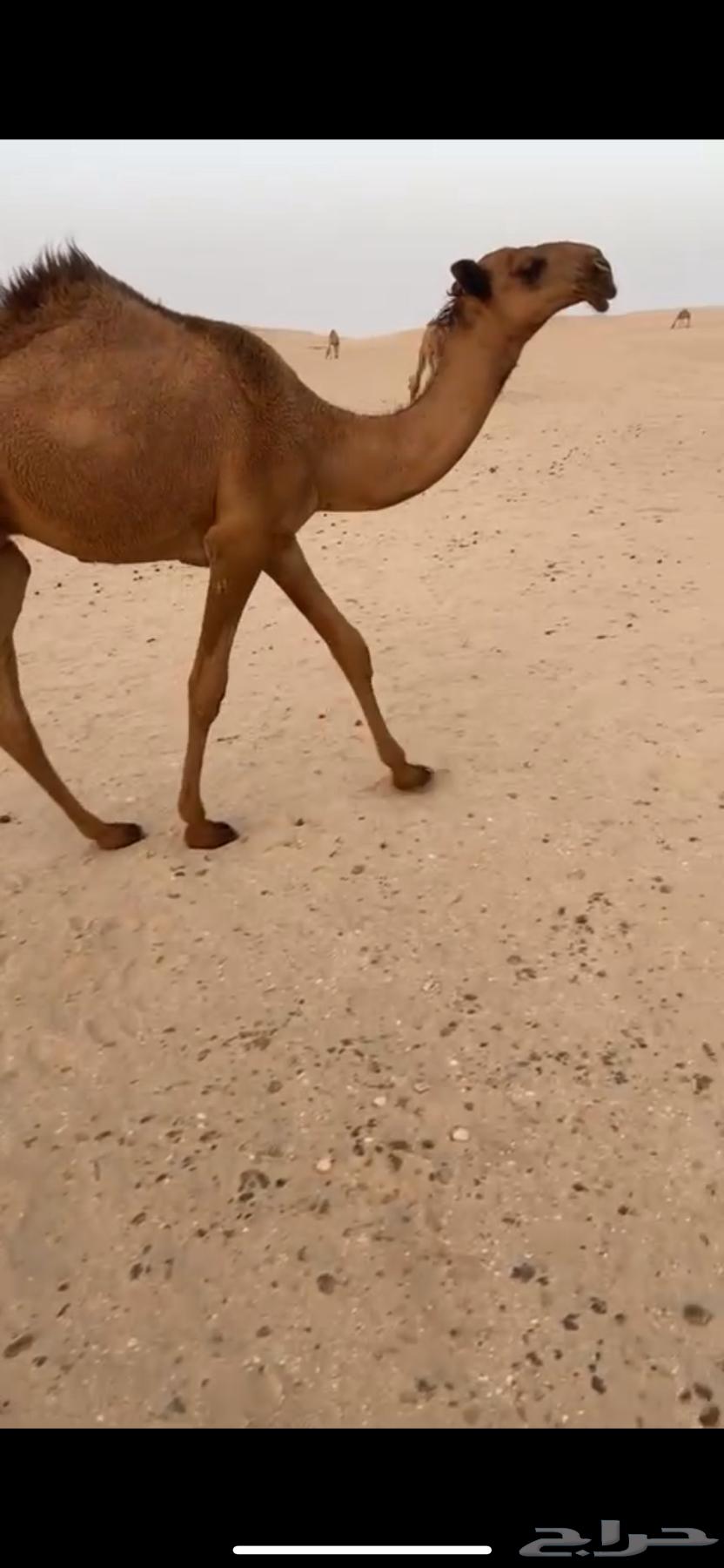 قعود اشعل كفو64251711680769111